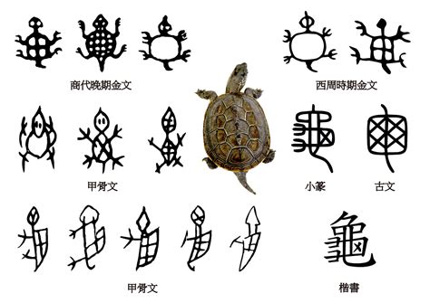 烏龜的龜怎麼寫 睿的意思